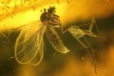 Two Fossil Flies (Diptera) In Baltic Amber #207508-3